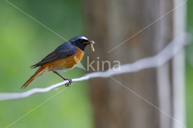 Gekraagde Roodstaart (Phoenicurus phoenicurus)