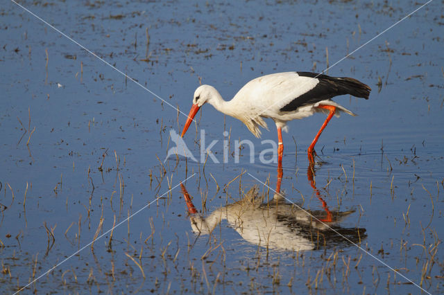 White Stork (Ciconia ciconia)