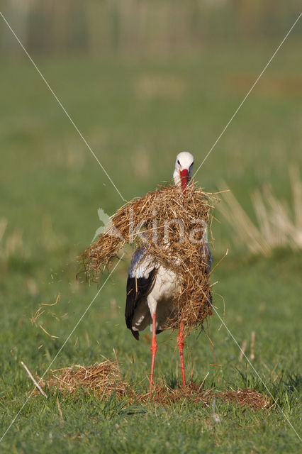 Ooievaar (Ciconia ciconia)