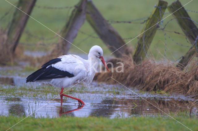 White Stork (Ciconia ciconia)