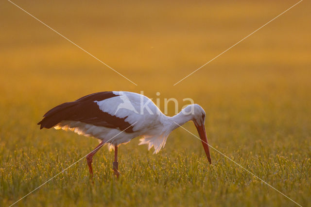 White Stork (Ciconia ciconia)