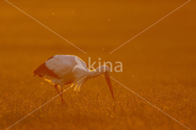 White Stork (Ciconia ciconia)