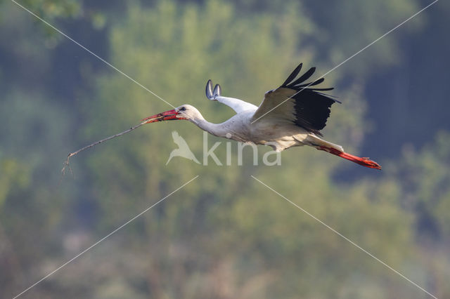 White Stork (Ciconia ciconia)