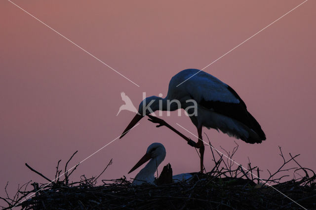 White Stork (Ciconia ciconia)