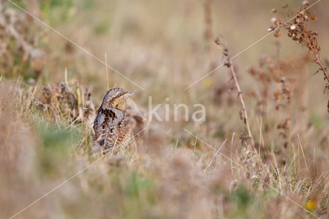 Eurasian Wryneck (Jynx torquilla)