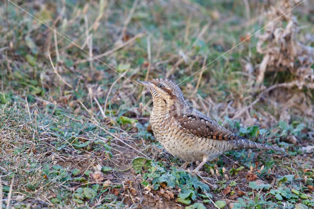 Eurasian Wryneck (Jynx torquilla)