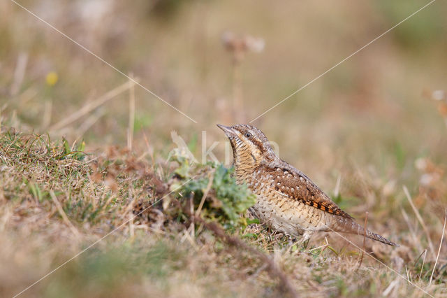 Eurasian Wryneck (Jynx torquilla)