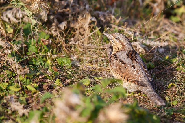 Eurasian Wryneck (Jynx torquilla)