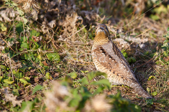 Eurasian Wryneck (Jynx torquilla)