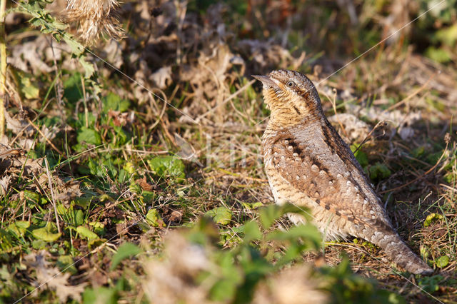 Eurasian Wryneck (Jynx torquilla)