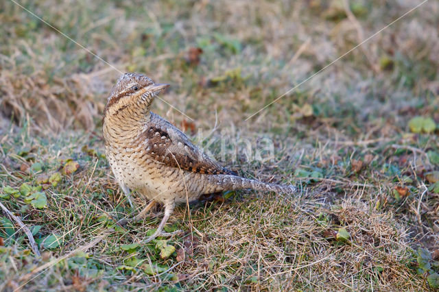 Eurasian Wryneck (Jynx torquilla)