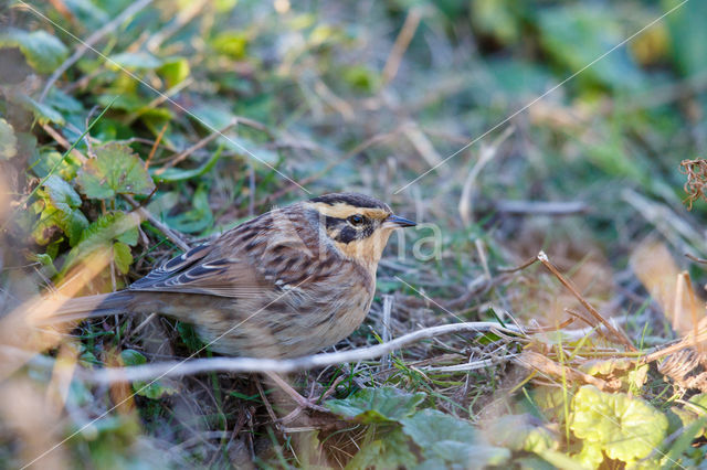 Siberian Accentor (Prunella montanella)