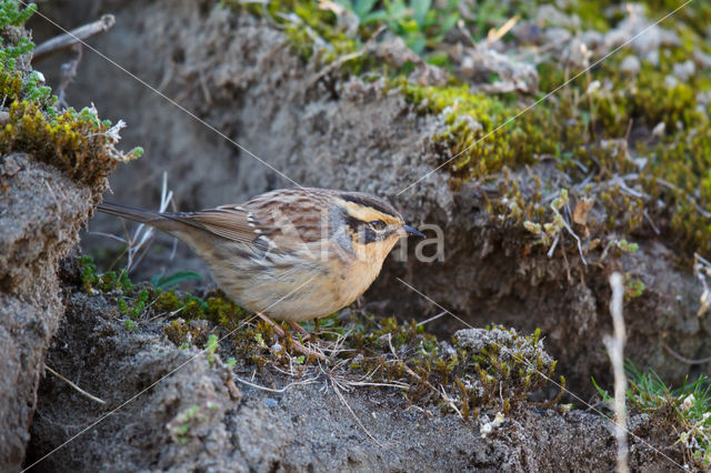 Siberian Accentor (Prunella montanella)