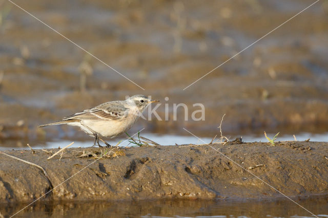 Waterpieper (Anthus spinoletta)