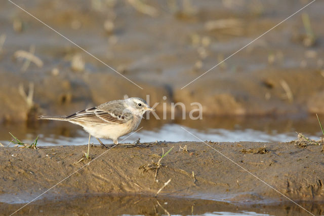 Waterpieper (Anthus spinoletta)