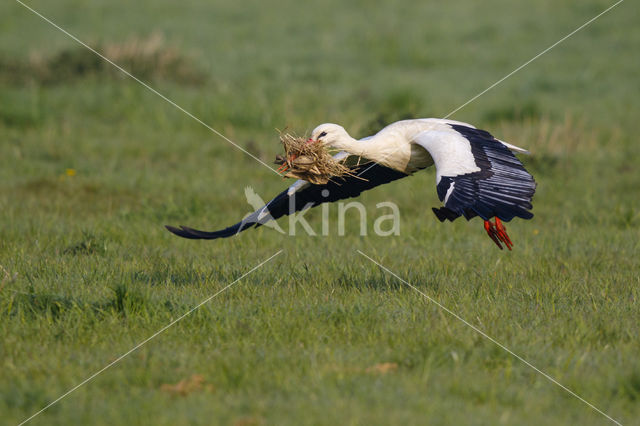 White Stork (Ciconia ciconia)