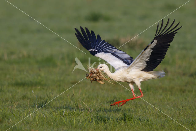 Ooievaar (Ciconia ciconia)