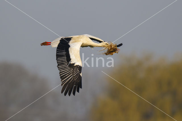 Ooievaar (Ciconia ciconia)