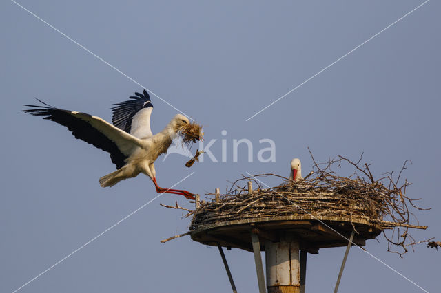 White Stork (Ciconia ciconia)