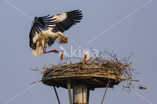 White Stork (Ciconia ciconia)