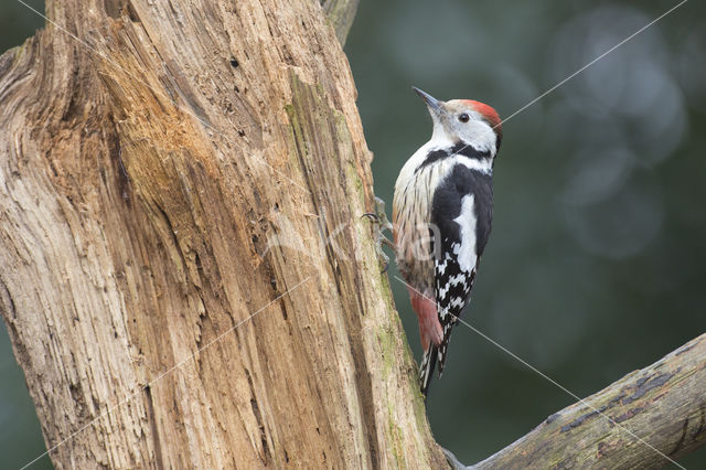 Middelste Bonte Specht (Dendrocopos medius)