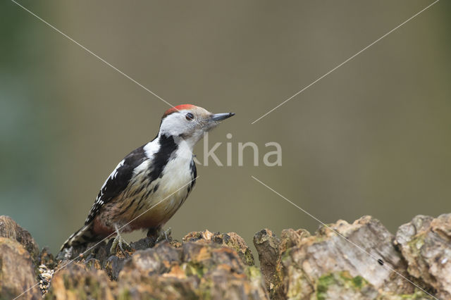 Middelste Bonte Specht (Dendrocopos medius)