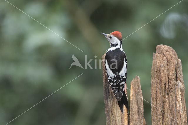 Middelste Bonte Specht (Dendrocopos medius)