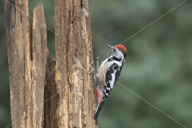 Middelste Bonte Specht (Dendrocopos medius)