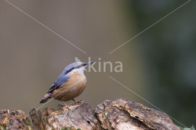 Boomklever (Sitta europaea caesia)