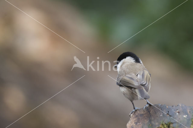 Glanskop (Parus palustris)