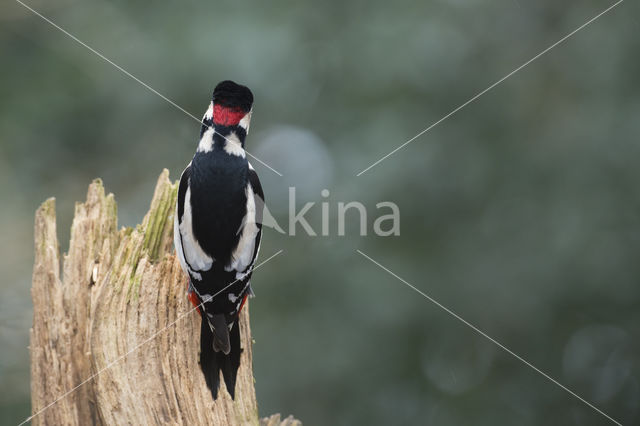 Great Spotted Woodpecker (Dendrocopos major)