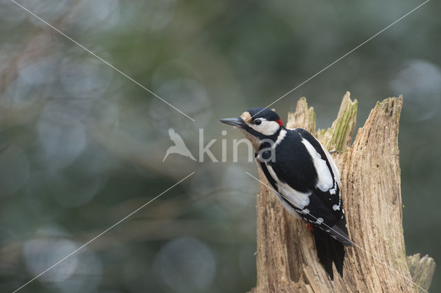 Grote Bonte Specht (Dendrocopos major)