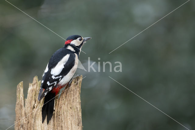 Great Spotted Woodpecker (Dendrocopos major)