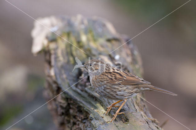 Dunnock