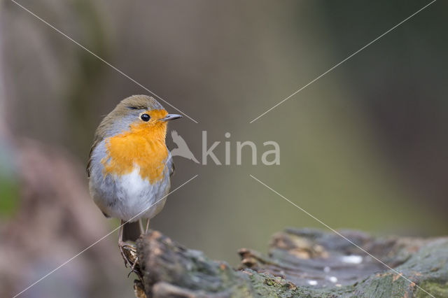 European Robin (Erithacus rubecula)