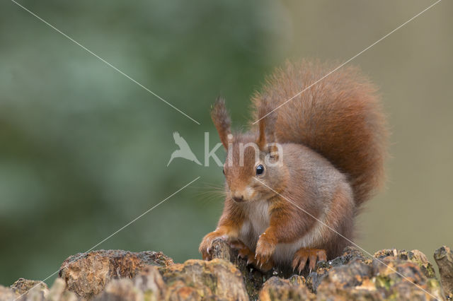 Red Squirrel (Sciurus vulgaris)