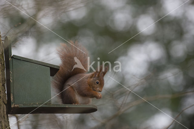 Red Squirrel (Sciurus vulgaris)