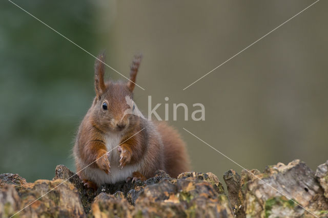 Red Squirrel (Sciurus vulgaris)