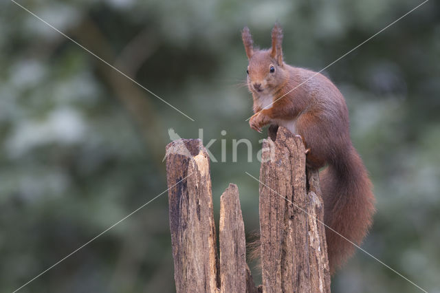 Eekhoorn (Sciurus vulgaris)