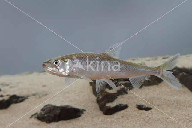 Smelt (Osmerus eperlanus)