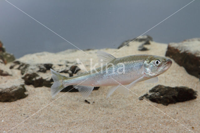 Smelt (Osmerus eperlanus)