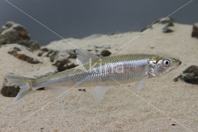 Smelt (Osmerus eperlanus)