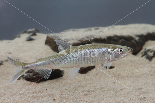 Smelt (Osmerus eperlanus)