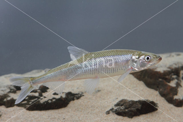 Smelt (Osmerus eperlanus)