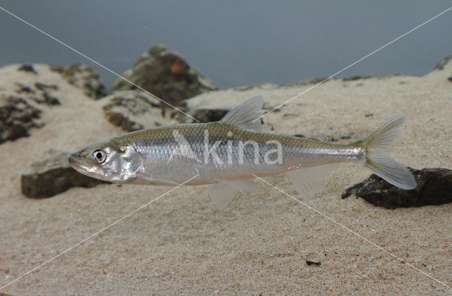 Smelt (Osmerus eperlanus)