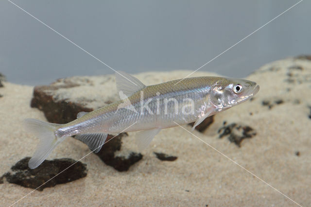 Smelt (Osmerus eperlanus)