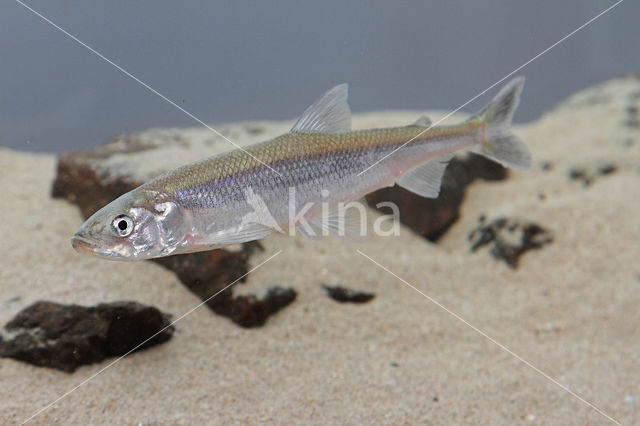 Smelt (Osmerus eperlanus)