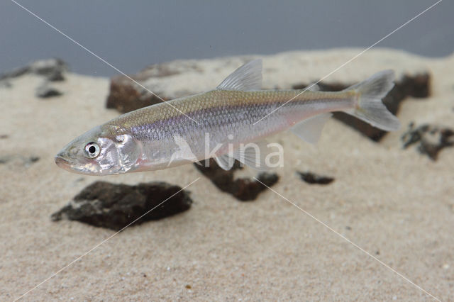 Smelt (Osmerus eperlanus)