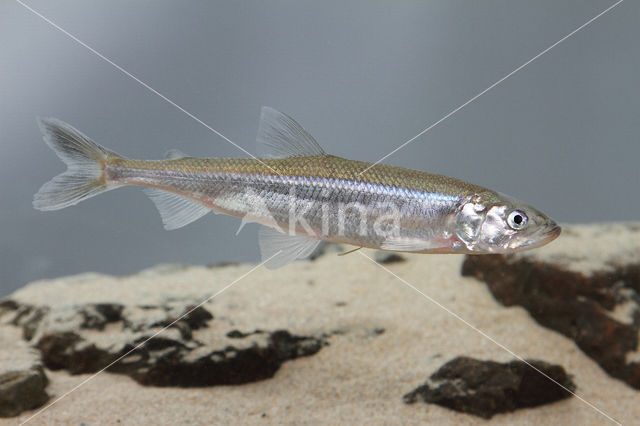 Smelt (Osmerus eperlanus)