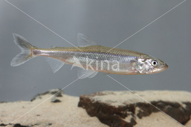 Smelt (Osmerus eperlanus)